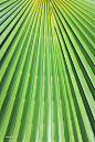 热带植物棕榈叶纹理背景 (8)