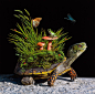 丽莎埃里克森的超现实主义插画：海龟系列 | Hyperrealistic Paintings by Lisa Ericson - AD518.com - 最设计