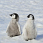 小企鹅。ins：penguinstothepeople ​​​​
