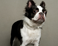 我有一只叫喵的汪采集到狗肖像