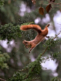 “Squirrel by © Sergey Polyushko”