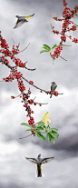 Gray Wagtail, Taiwan