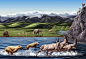 《西藏札达盆地上新世哺乳动物群生态复原图》 Julie Selan 披毛犀 鬣狗 盘羊 雪山 河滩 长毛象 雪豹 鹿 狗獾