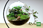 苔藓微景观 苔藓瓶 ECOECHO 创意绿植 宫崎骏龙猫 【雨中】-淘宝网