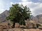 这个村庄已经被迁移了，但是留下很多核桃树，还有一个月就成熟了……,一棵树qiqi
