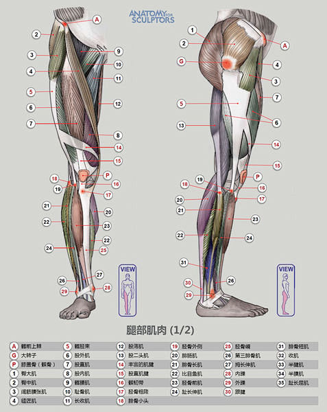 02肌肉-腿部-正&侧