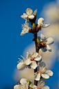 Photograph Blooms on Deep Azure by Kelly Anderson on 500px