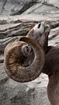 加拿大，阿尔伯塔，卡纳纳斯基斯行政区的落基山脉大角羊 (© Walter Nussbaumer/Corbis)
头顶两只巨大羊角的大角羊喜欢生活在多岩石的干燥地区，它们尤为喜欢各种开阔、干燥的沙漠和岩石山上。在落基山脉，大角羊随处可见，行动敏捷、视力敏锐的它们为这片旷野增添了不少活力。