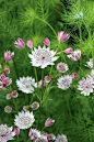 Astrantia major with Love in a mist.... perfect cottage garden combination: 