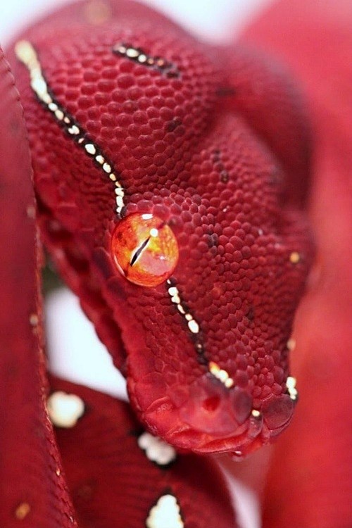 Red Snake | ❤❤ Fierc...