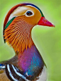 Mandarin duck, gorgeous