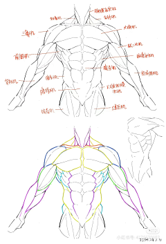 xiaomiguo8采集到人体(肌肉)