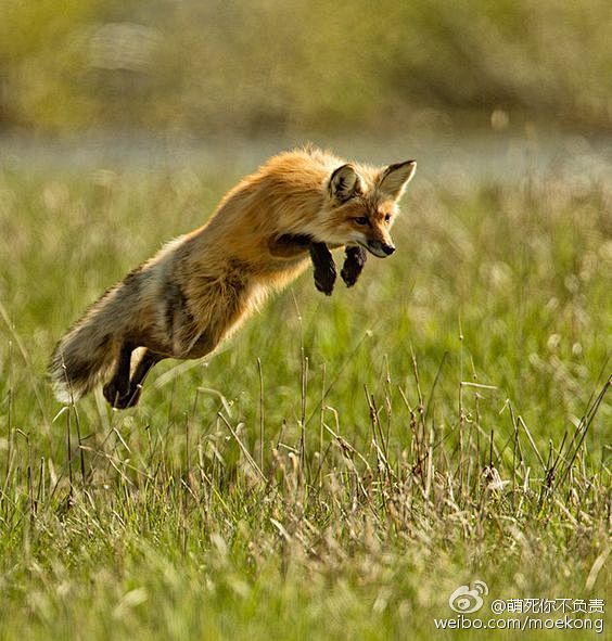 原来不止喵星人，狐狸也会飞啦！