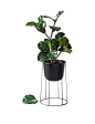 盆栽png 北欧植物 铁艺花架  透明素材植物 居家装饰绿植 免抠素材