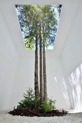 #architecture #trees...