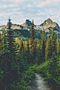 expressions-of-nature:

Wonderland Trail / Mount Rainier, WA : Pedalhead'71