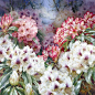 水彩花卉 大画幅 欣赏 Darryl Trott作品