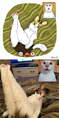 #灵感的诞生#艺术家Hidrėlėy将网上很火的猫咪图片绘制成插画，把猫猫逗趣的各种瞬间表现得很是生动喵喵]既然rua不到就一起来云吸猫吧~