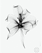 Flower tattoo very light  A może taki kwiat do mojego tato plecy....