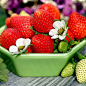 中医认为，草莓有祛火、解暑、清热的作用，春天人的肝火比较旺盛，吃草莓可以起到抑制作用。另外，草莓最好在饭后吃，因为其含有大量果胶及纤维素，可促进胃肠蠕动，帮助消化，改善便秘，预防痔疮、肠癌的发生。.......