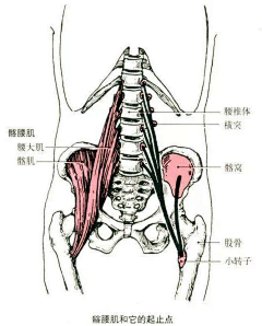 PINGZEZE采集到人体