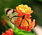 这种名为Greta oto的蝴蝶主要存在于美洲中部，它们的翅膀半透明并有光泽，这样超现实的外观绝对令人惊叹与着迷