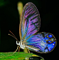 生灵｜有昆虫警告。
漂亮蝴蝶。
（虽然我统一管他们叫扑棱蛾子）
图源：Pin站。
关键词：配色、色彩、素材、灵感来源、配色参考。 ​​​​