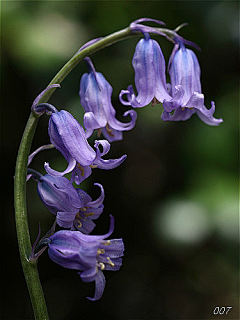 东走西顾的小白采集到大自然の花草