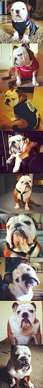 这只英国巴狗叫Winston，在Instagram很火，长着一张怨念的脸哈哈哈哈哈哈哈哈哈哈哈哈~