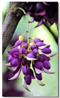 紫色油麻藤（禾雀花）