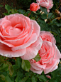 卡罗琳-旧花园玫瑰-玫瑰目录-塔斯曼海湾玫瑰-在新西兰在线购买玫瑰