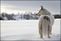 Photograph Snow dog by Mark Cavendish on 500px