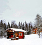 冬天, 雪, 森林, 树, 伍兹, 多云, 小木屋, 房子, 棚, 乡村, 景观