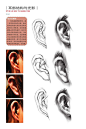 素描耳朵 (10)
