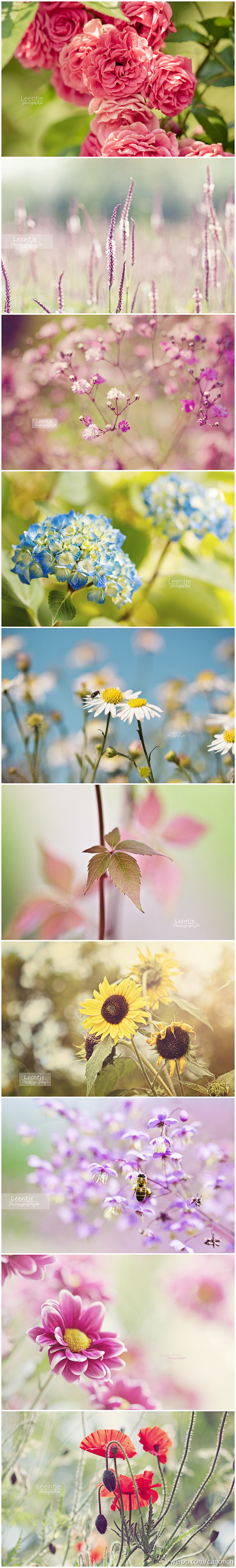 一组来自荷兰摄影师Helaine的花卉摄...