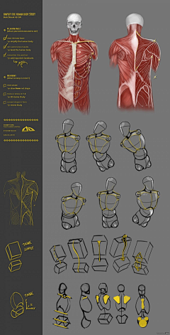 Ni懂否采集到 百家人体结构画法 之 肩部-胸腔-背部动作