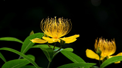 ┈━═☆蓅煋采集到特写-花的世界