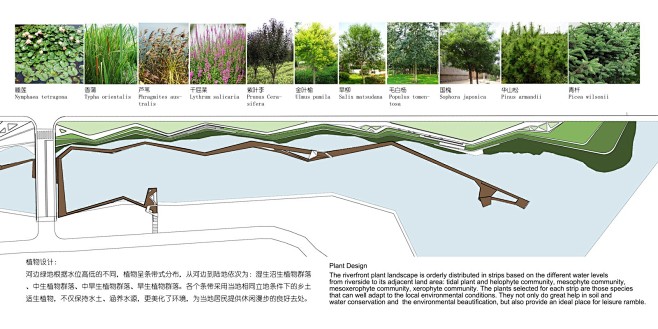 滨水景观廊道湿地公园景观设计植物分析图