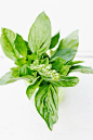Basil { by Citrus and Candy }
