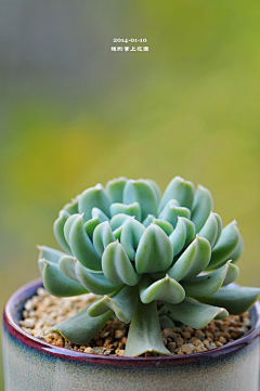 墨墨大娃娃采集到Succulent.▕ 多肉植物。