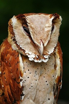 Oriental Bay-Owl (Ph...