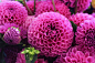 Close-up of pink dahlia flowers in full bloom