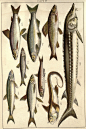 鱼类图鉴一册