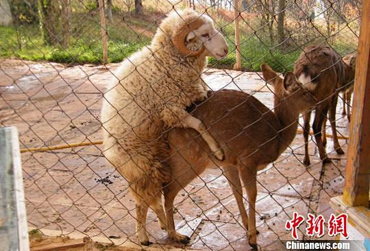  云南动物园公布羊和鹿交配图回应“羊鹿恋...