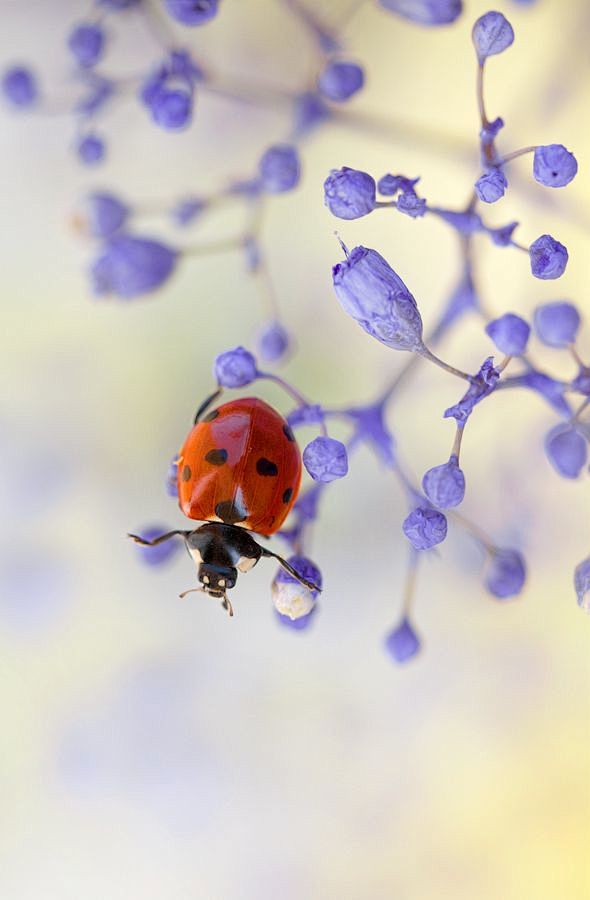 .ladybird