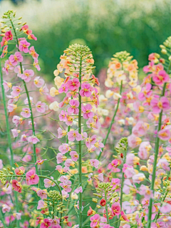 铁勺猫采集到花事