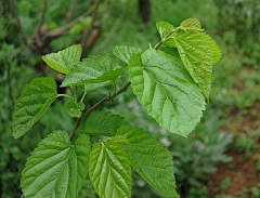 松岛油菜子采集到三月