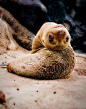 Galapagos sea lion pup