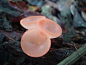橘黄刺杯菌（cookeina speciosa）是Sarcoscyphaceae杯真菌的属，其中的成员可能会在世界热带和亚热带地区发现。可能是被倒下的树枝、树干、有时是水果上发现的被子植物。Cookeina中的物种有深，杯形漏斗状的子实体，或子囊盘。孢子轴承内表面的apothecium，子实层，色泽鲜艳，黄色到红色，虽然干燥后颜色会褪色。外表面是不太鲜艳。在马来西亚半岛土著Temuans人的记载中，使用本属中某些种类当成食品，也可作为鱼饵，在那里它被用来擦勾。这的属Cookeina作为一个身份不明的物种，