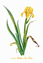 #365 Days Birthday Flowers# 06.10 生日花：黄色鸢尾（Yellow Iris） 花语：胜利(Victory)-三木焱圭（吴公子）__涂鸦王国插画